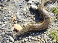 Chalcides ocellatus